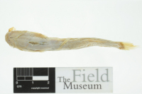 Pic. 4: Cetopsorhamdia boquillae, holotype, ventral