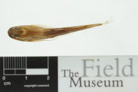 Pic. 3: Cetopsorhamdia phantasia, holotype, dorsal