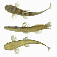 Pic. 3: ‘Chasmocranus’ brachynema, NUP 22699, 93.0 mm SL, 23°40’42”S 53°15’47”W, córrego Piava, tributary to the rio das Antas, tributary to the rio Ivaí, upper rio Paraná basin at the municipality of Umuarama