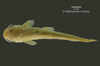 рис. 3: Chasmocranus brevior, holotype, dorsal