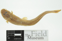 Bild 3: Chasmocranus chimantanus, holotype, dorsal