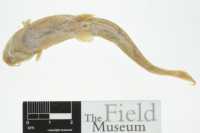 Bild 4: Chasmocranus chimantanus, holotype, ventral