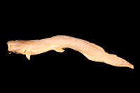 Bild 5: Chasmocranus chimantanus, paratype, lateral