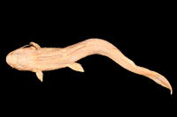 Bild 6: Chasmocranus chimantanus, paratype, dorsal