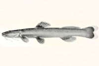 Pic. 5: Chasmocranus longior