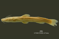 Chasmocranus longior, holotype, lateral