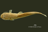 рис. 3: Chasmocranus longior, holotype, dorsal