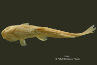 рис. 4: Chasmocranus longior, holotype, ventral