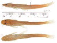 Bild 4: Chasmocranus peruanus, holotype