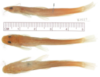 foto 4: Chasmocranus peruanus, holotype