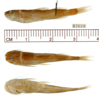рис. 3: Chasmocranus quadrizonatus, holotype