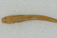 Heptapterus tenuis ,RMNH.PISC.29288_0