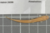 Pic. 3: Heptapterus tenuis, RMNH.PISC.29288_1