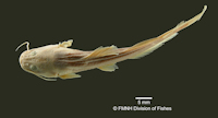 Pic. 4: Heptapterus stewarti - Dorsalansicht