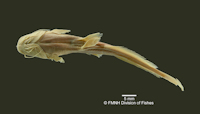 Bild 5: Heptapterus stewarti - Ventralansicht