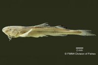Horiomyzon retropinnatus, holotype, lateral