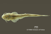 Bild 3: Horiomyzon retropinnatus, holotype, dorsal