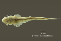 рис. 3: Horiomyzon retropinnatus, holotype, dorsal