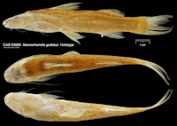 Pic. 3: Imparfinis guttatus = Nannorhamdia guttatus, Holotype