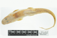 рис. 4: Imparfinis hollandi, holotype,dorsal
