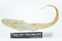 Bild 5: Imparfinis hollandi, holotype, ventral
