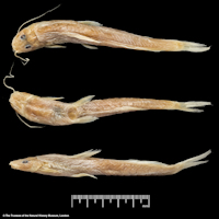 Bild 4: Pimelodus longicauda - Syntype