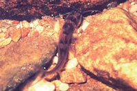 Pic. 3: Imparfinis minutus specimen sheltering itself from current among rocks in the riffles bottom, during daytime