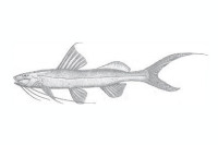 Bild 4: Imparfinis nemacheir, holotype