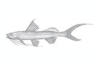 рис. 4: Imparfinis nemacheir, holotype