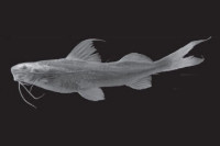 Bild 3: Imparfinis nemacheir, MHNLS 15453 81.4 SL, Venezuela, Trujillo, río Poco, Lago Maracaibo basin