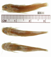 Bild 3: Imparfinis piperatus, holotype