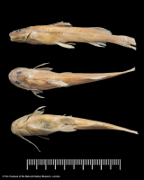 рис. 3: Imparfinis spurrellii = Nannorhamdia spurrellii, holotype