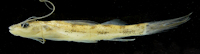 рис. 3: 
Imparfinis stictonotus, 29 mm (MUSM 33790), Alto Yuruá
