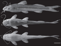 Bild 3: Imparfinis timana, holotype, IAvH-P 10696, 74.2 mm SL, Colombia, Huila, Palestina, río Guarapas