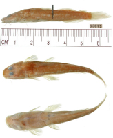 Bild 3: Leptorhamdia marmorata, holotype