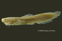 рис. 3: Myoglanis potaroensis, holotype, lateral