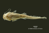 Bild 5: Myoglanis potaroensis, holotype, ventral