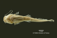 Pic. 5: Myoglanis potaroensis, holotype, ventral