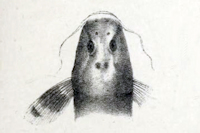 Bild 3: Nannoglanis fasciatus