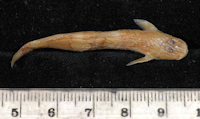 Pic. 4: Nannoglanis fasciatus