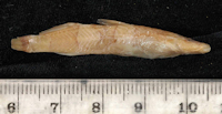 Bild 5: Nannoglanis fasciatus