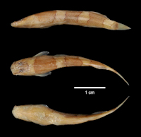 Bild 6: Nannoglanis fasciatus