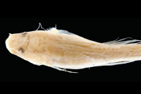 Bild 3: Nemuroglanis lanceolatus, dorsal