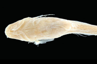 рис. 4: Nemuroglanis lanceolatus, ventral