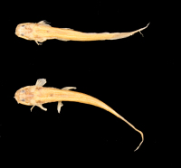 рис. 4: Nemuroglanis pauciradiatus, paratypes, dorsal