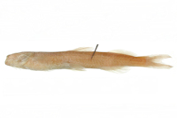 Phenacorhamdia boliviana = Imparfinis bolivianus, Syntype