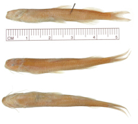 рис. 3: Phenacorhamdia boliviana = Imparfinis bolivianus, Syntype