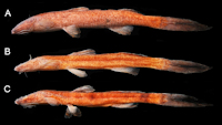 рис. 4: Phenacorhamdia suia, paratypes, LBP 15886: A. 79.9 mm SL; B. 65.7 mm SL; C. 56.0 mm SL