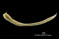 рис. 3: Phreatobius cisternarum, syntype, dorsal