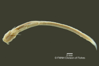рис. 4: Phreatobius cisternarum, syntype, ventral